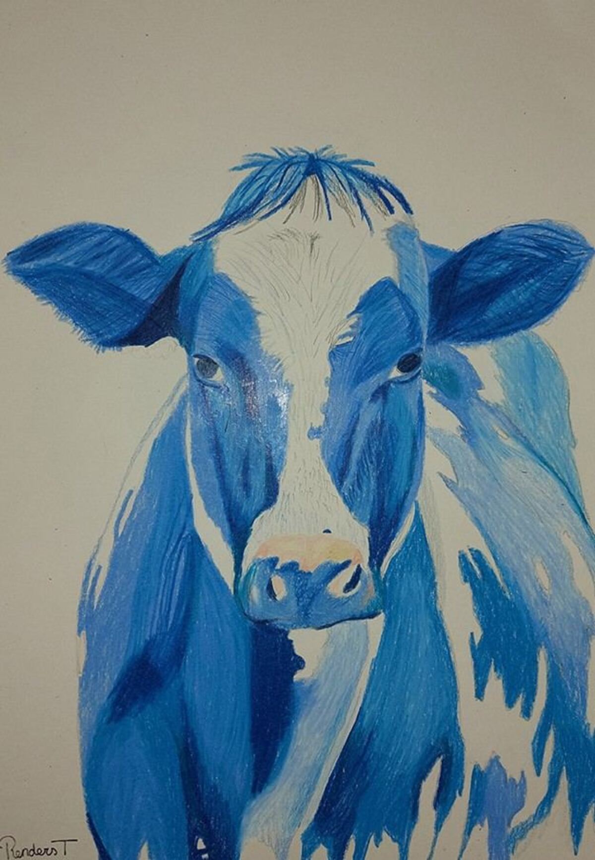Cow blue